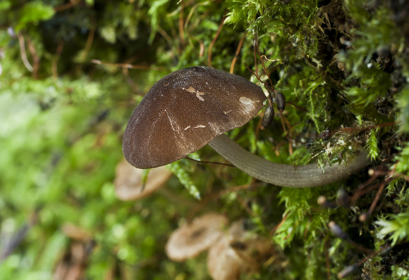 Pluteus podospileus